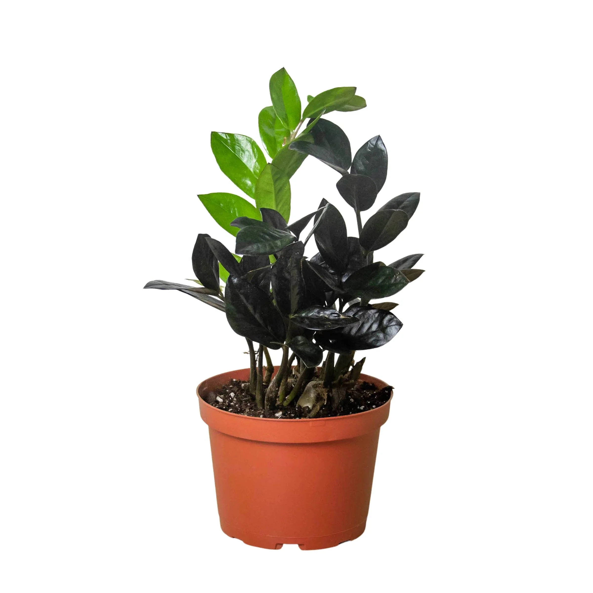Aglaonema 'Lady Valentine' — Aloha Plant Life